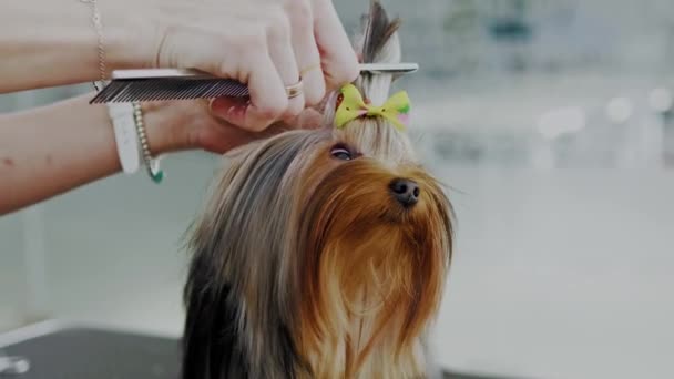 Bir köpek damat salonunda Yorkshire terrier — Stok video