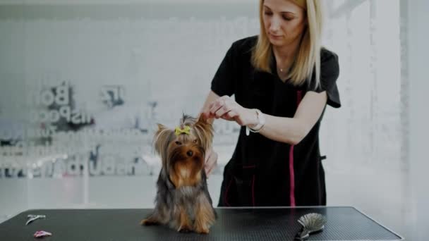 Yorkshire terrier em um salão de preparação de cães — Vídeo de Stock