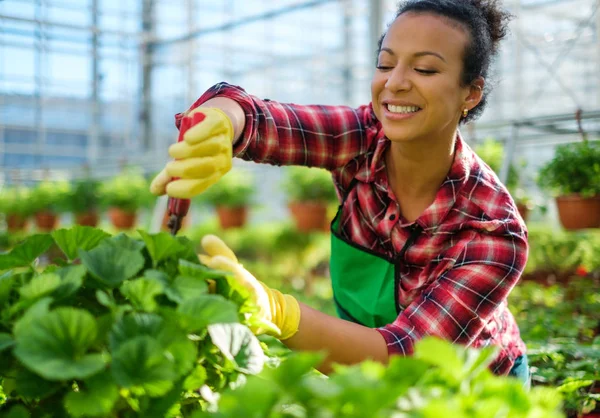 Zwarte vrouw die werkt in een botanische tuin — Stockfoto