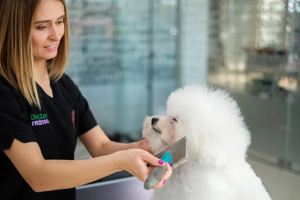 Bichon Fries dans un salon de toilettage pour chiens — Photo