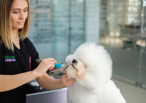 Bichon Fries dans un salon de toilettage pour chiens — Photo