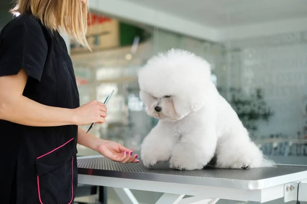 Bichon Fries at a dog grooming salon — Stock Photo, Image