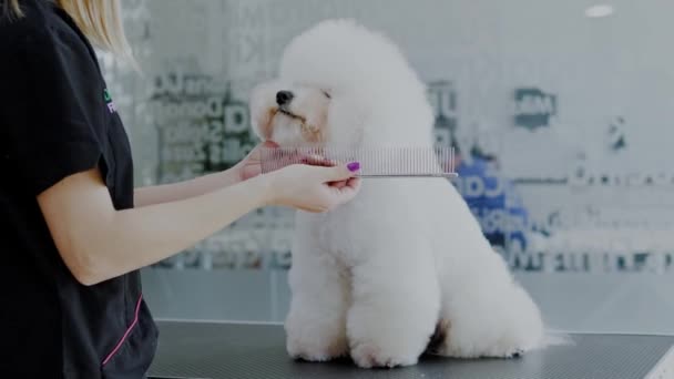 Bichon Fries op een hond grooming salon — Stockvideo
