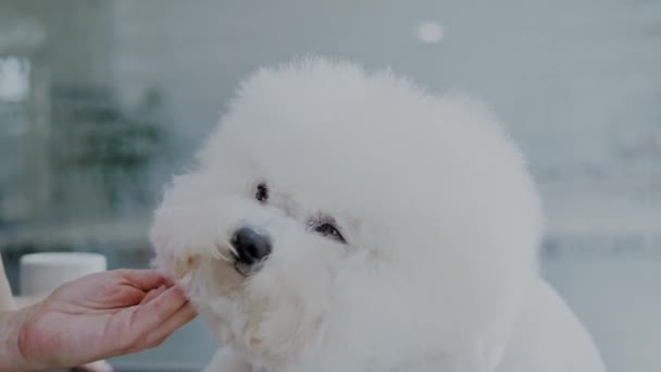 Bichon Fries på en hundgrooming salong — Stockvideo