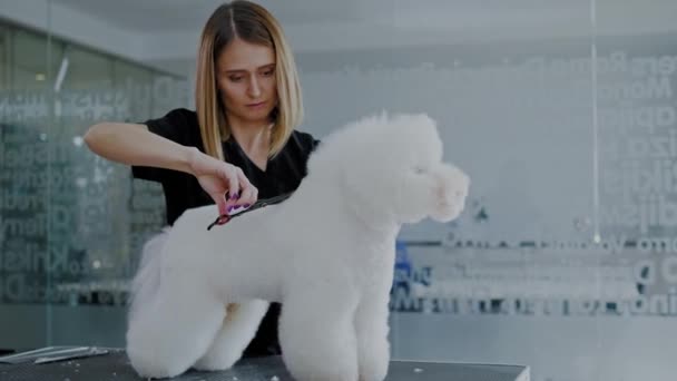 Bichon Fries en una peluquería de perros — Vídeos de Stock