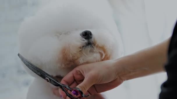 Bichon Fries em um salão de preparação de cães — Vídeo de Stock