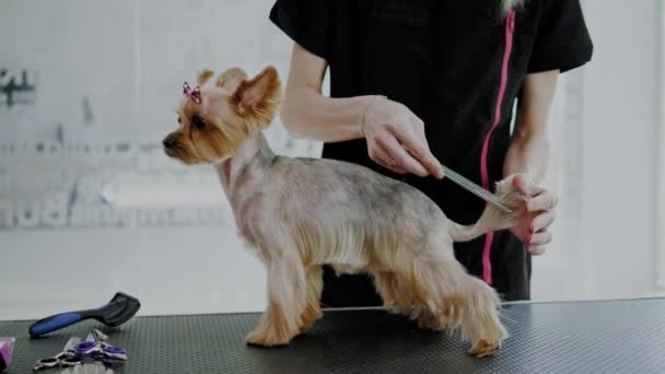 Йоркширский терьер в салоне по уходу за собаками — стоковое видео
