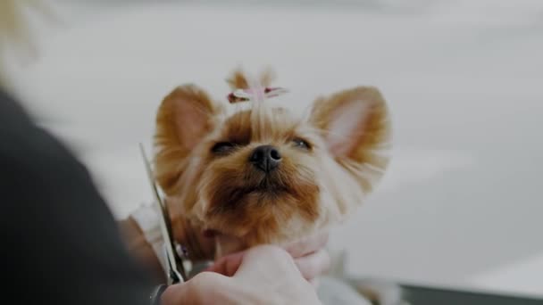 Yorkshire terrier at a dog grooming salon — Stock Video