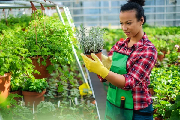 Zwarte vrouw die werkt in een botanische tuin — Stockfoto