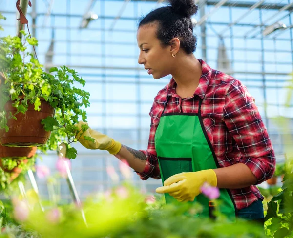 Zwarte vrouw die werkt in een botanische tuin — Stockfoto