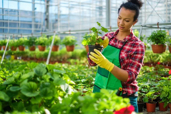 Zwarte vrouw die werkt in een botanische tuin — Stockfoto