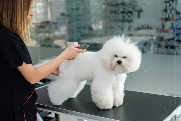 Bichon Fries på en hundgrooming salong — Stockfoto