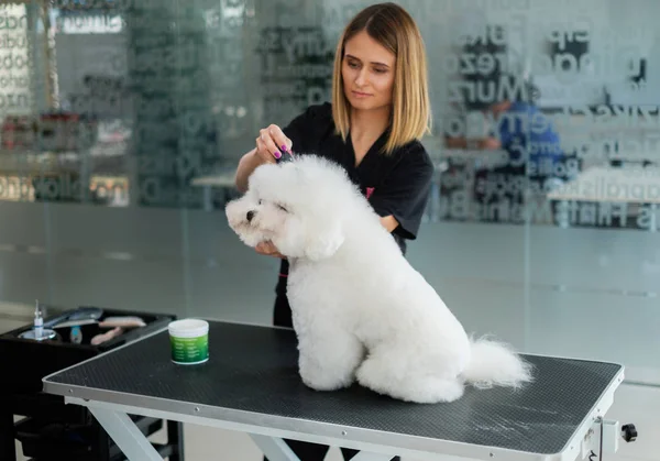 Bichon Fries at a dog grooming salon — Stock Photo, Image