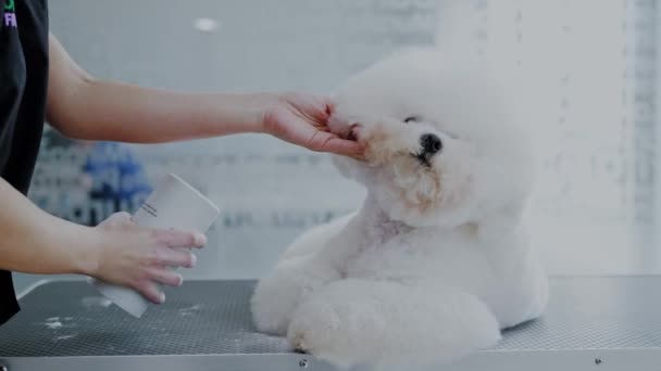 Bichon Fries σε ένα ινστιτούτο καλλωπισμού σκύλων — Αρχείο Βίντεο