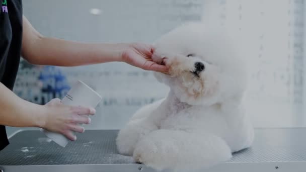 Bichon Fries em um salão de preparação de cães — Vídeo de Stock