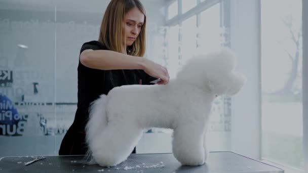 Bichon Fries en una peluquería de perros — Vídeos de Stock