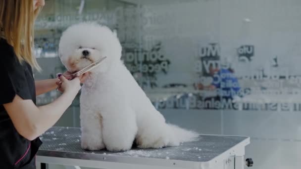 Bichon Fries a un salone di toelettatura di cane — Video Stock