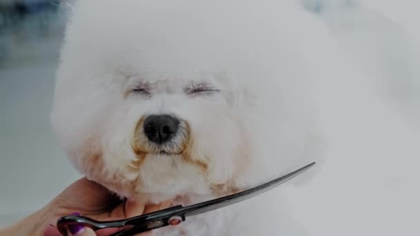 Bichon Fries a un salone di toelettatura di cane — Video Stock