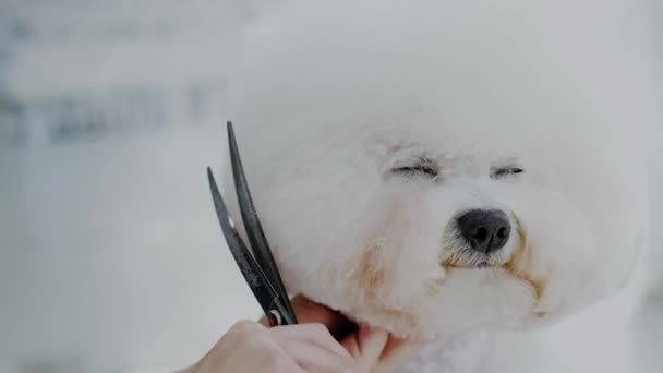 Bichon Fries op een hond grooming salon — Stockvideo