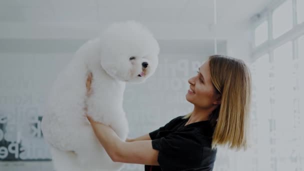 Bichon Fries dans un salon de toilettage pour chiens — Video