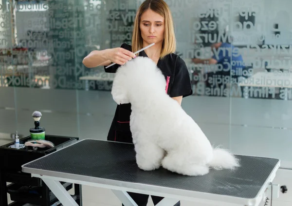 Bichon Fries på en hundgrooming salong — Stockfoto