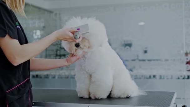 Bichon Fries em um salão de preparação de cães — Vídeo de Stock