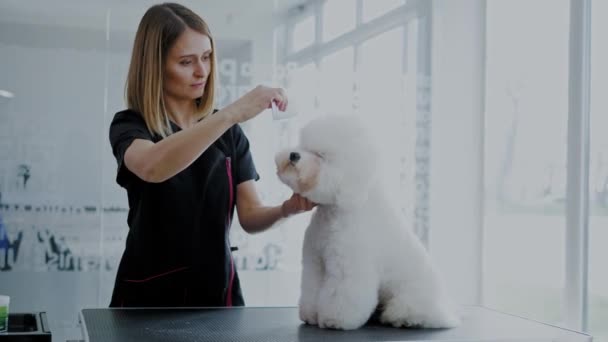 Bichon Fries dans un salon de toilettage pour chiens — Video