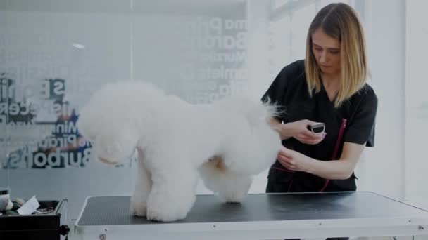 Bichon Fries a un salone di toelettatura di cane — Video Stock