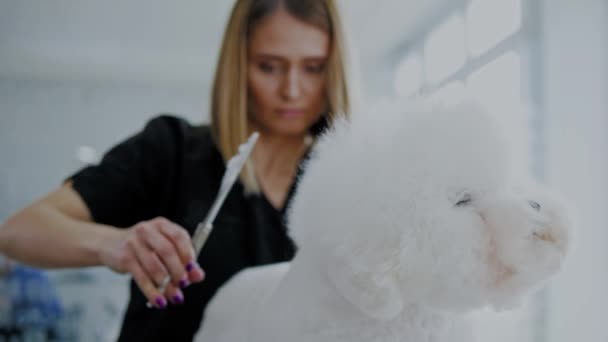 Bichon Fries op een hond grooming salon — Stockvideo