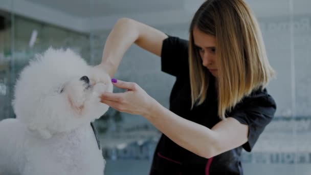 Bichon Fries en una peluquería de perros — Vídeo de stock