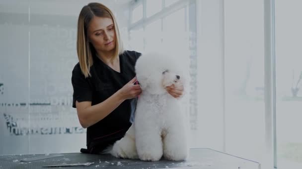 犬のグルーミングサロンでBichon Fries — ストック動画