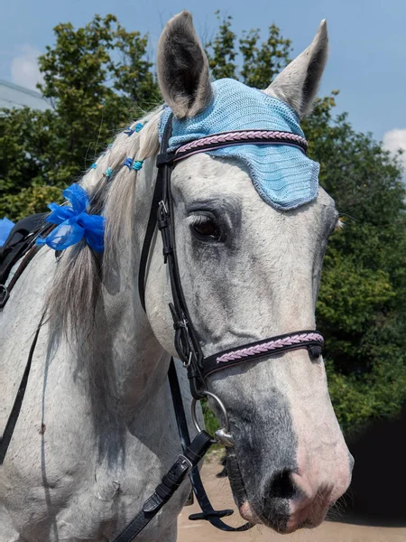 Caballo Boda Fondo Para Hacer Tarjetas Diseño — Foto de Stock