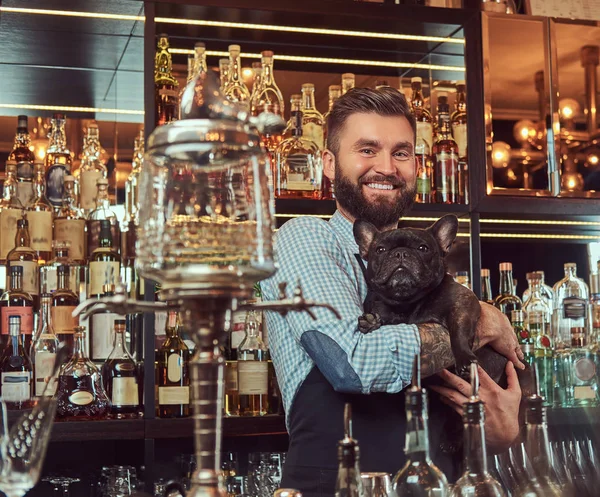 Neşeli şık acımasız barmen bir gömlek ve önlük, safkan siyah boksör bar counter arka plan tutar. — Stok fotoğraf