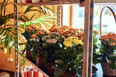 Yakın çekim görüntü renkli bahar çiçekleri tencere çeşitli çiçek Shop.