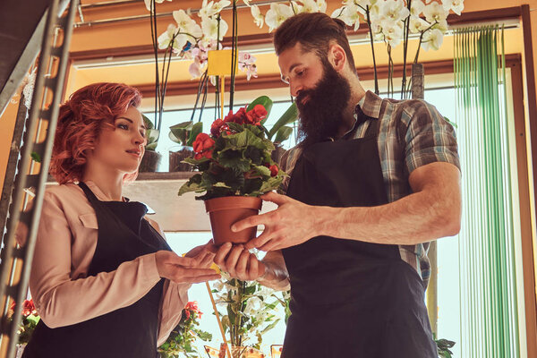 Two florists, beautiful redhead female and bearded male in uniforms working in a flower shop.