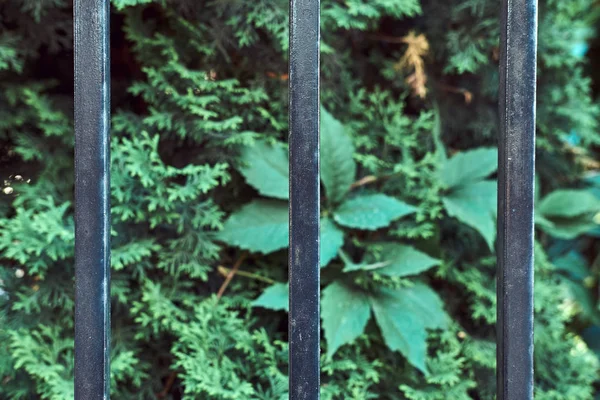 Picture Green Garden Fenced Black Steel Rod Fence — Stock Photo, Image