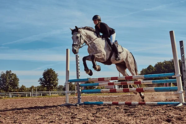A tigris szürke ló ugrott át akadály, az open arena női jockey. — Stock Fotó