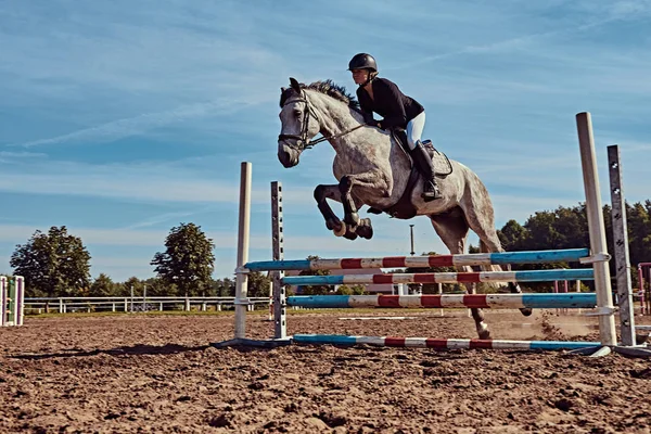 Female jockey on dapple gray horse jumping over hurdle in the open arena. — Stock Photo, Image