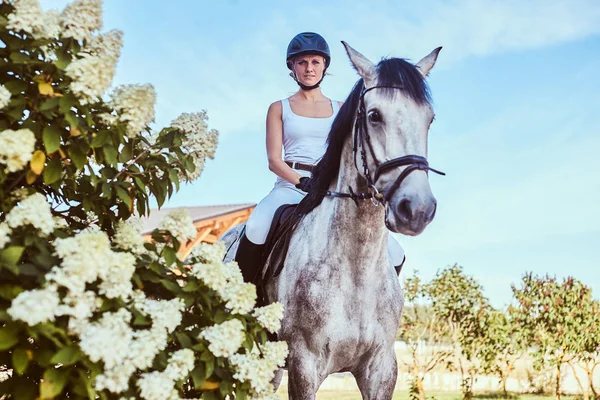 Portrait of blonde female riding a dapple gray horse near lilac bushes in garden. — Stock Photo, Image