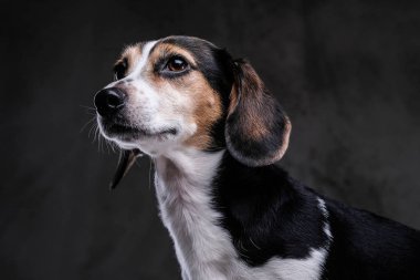 Yakın çekim portre karanlık bir arka plan üzerinde izole bir şirin küçük beagle köpek.