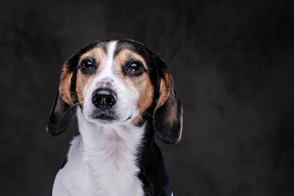 特写肖像的可爱的小猎犬狗孤立在黑暗的背景 — 图库照片