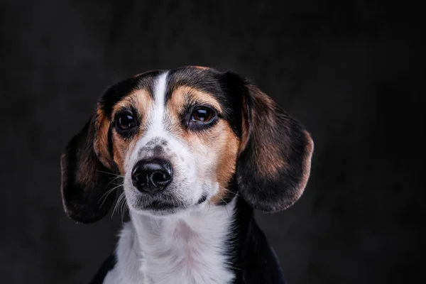 特写肖像的可爱的小猎犬狗孤立在黑暗的背景 — 图库照片