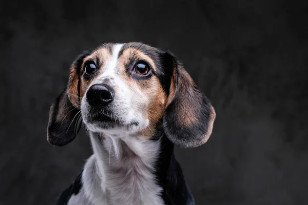 特写肖像的可爱的小猎犬狗孤立在黑暗的背景 — 图库照片