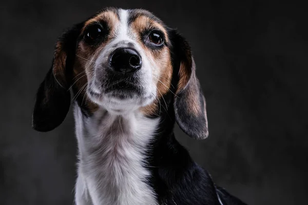 Közeli Arcát Egy Aranyos Kis Beagle Kutya Elszigetelt Sötét Háttér — Stock Fotó