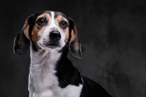 Close Face Cute Little Beagle Dog Isolated Dark Background — Stock Photo, Image