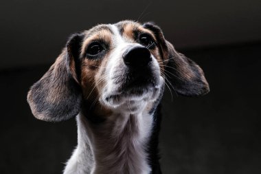 Yakın çekim portre karanlık bir arka plan üzerinde izole bir şirin küçük beagle köpek.