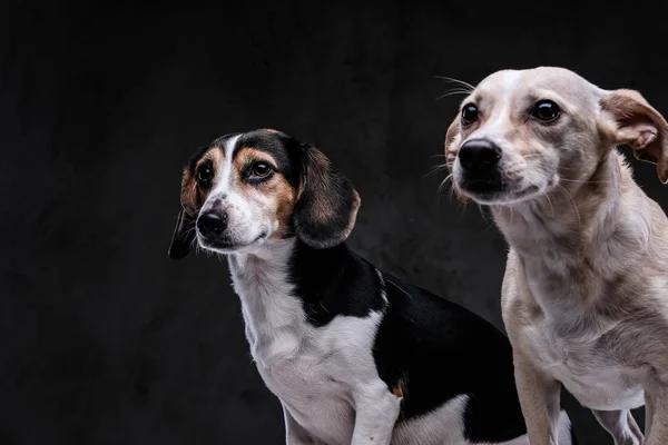 Ritratto Due Simpatici Cagnolini Isolati Sfondo Scuro — Foto Stock