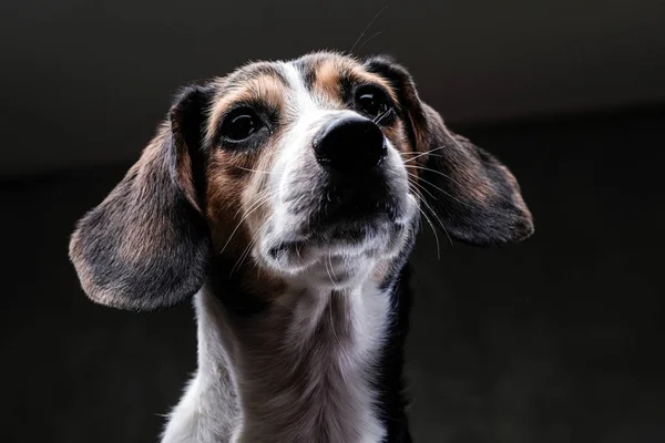 Közeli Kép Egy Aranyos Kis Beagle Kutya Elszigetelt Sötét Háttér — Stock Fotó