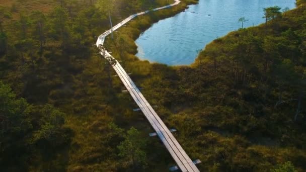 Luftaufnahme Herbst Farbe Wald Fliegen Über Die Schönen Waldbäume Und — Stockvideo