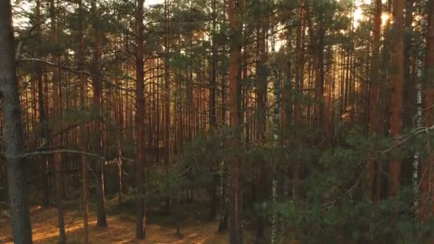 阳光透过树干在美丽的秋天森林中闪闪发光 — 图库视频影像